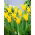 Tulipan Schiedam - 5 cebulek
