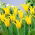 Tulipan Schiedam - 5 cebulek