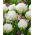 Tulipan Snow Crystal - 5 cebulek