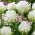 Tulipan Snow Crystal - 5 cebulek