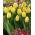 Tulipan Sunny Prince - 5 cebulek