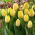 Tulipan Sunny Prince - 5 cebulek