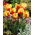 Tulipan Texas Flame - 5 cebulek