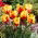 Tulipan Texas Flame - 5 cebulek