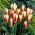 Tulipan The First - 5 cebulek