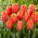 Tulipan Triple A - 5 cebulek