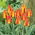 Tulipan United States - 5 cebulek