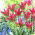 Tulipan Virichic - 5 cebulek