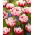 Tulipan Voicemail - 5 cebulek