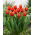 Tulipan World Favourite - 5 cebulek