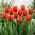 Tulipan World Favourite - 5 cebulek