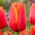Tulipan World Favourite - 5 cebulek