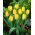 Tulipan Yellow Purissima - 5 cebulek