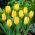 Tulipan Yellow Purissima - 5 cebulek