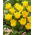 Tulipan Stuttgart - 5 cebulek