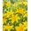 Lilia azjatycka - Rapid Yellow - 1 cebula