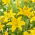 Lilia azjatycka - Rapid Yellow - 1 cebula