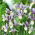 Irys holenderski - King Mauve - 10 cebulek