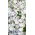 Porcelanka plamista (Nemophila maculata) - 200 nasion