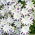 Porcelanka plamista (Nemophila maculata) - 200 nasion