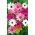 Osteospermum - 35 nasion