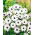 Osteospermum białe - 35 nasion