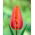 Tulipan Temple of Beauty - opak. 5 szt.