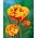 Tulipan Bonanza - 5 szt.