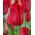 Tulipan Strong Love - 5 szt.