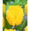 Tulipan Crystal Star - 5 szt.
