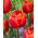 Tulipan Icoon - 5 szt.