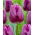 Tulipan Bullit - 5 szt.