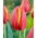 Tulipan Worlds Friend - 5 szt.