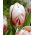 Tulipan Happy Generation - 5 szt.