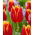Tulipan Fabio - 5 szt.