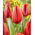 Tulipan Spot On - 5 szt.