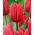Tulipan Surrender - 5 szt.