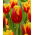 Tulipan Davenport - 5 szt.