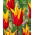 Tulipan Firework - 5 szt.