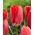 Tulipan Red Purissima - 5 szt.