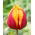 Tulipan Givenchy - 5 cebulek