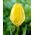 Tulipan Yellow Purissima - 5 cebulek