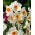 Narcyz Geranium - 5 cebulek