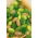 Ogórek ozdobny - 54 nasion