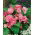 Begonia - Camellia - różowo-biała - GIGA paczka! - 100 szt.