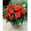 Begonia strzępiasta - pomarańczowa - GIGA paczka! - 100 szt.