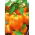 Papryka Rewia - słodka - 100 nasion