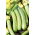 Cukinia Bianca di Trieste - szybko rosnąca - 100 gram