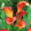 Calla Flame - duża paczka! - 10 cebulek