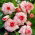 Begonia - Picotee White - biało-różowa - GIGA paczka! - 100 szt.